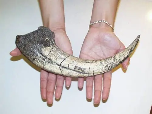 Dinosaurios