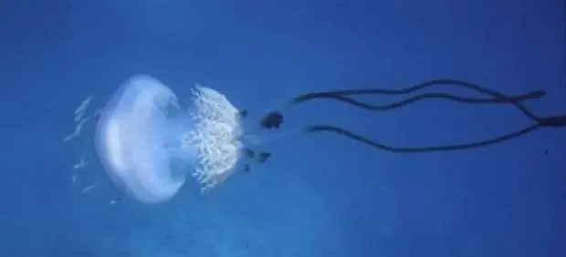 Descubren Medusa Gigante en el Mediterráneo [40Kg]