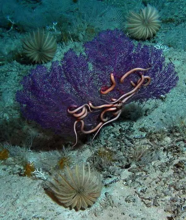 Nueva especie de Lirio de Mar descubierta en el Atlántico