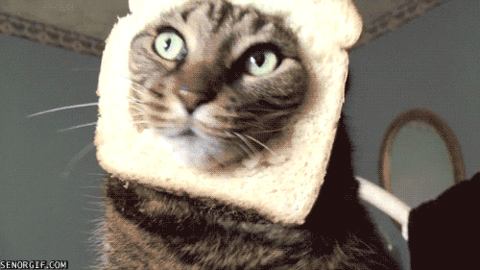 gif de memes y otros