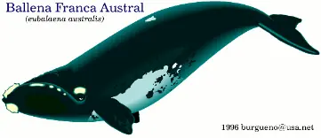 ¿Por qué respetar la vida de las ballenas?