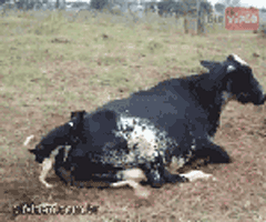 Ríete con estos Gif wajkasjaskjasj