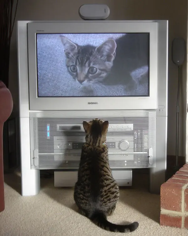 los mandamiento del perro y el gato