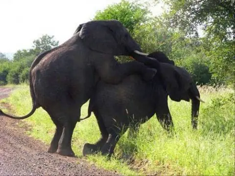 Compilado de animales teniendo sexo...