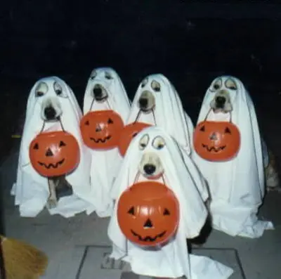 perros y otros animales graciosos