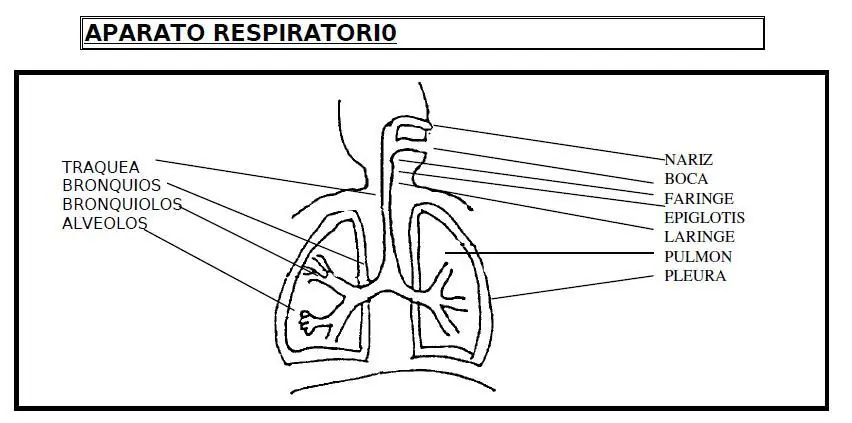 Primeros Auxilios - Anatomia y Fisiologia