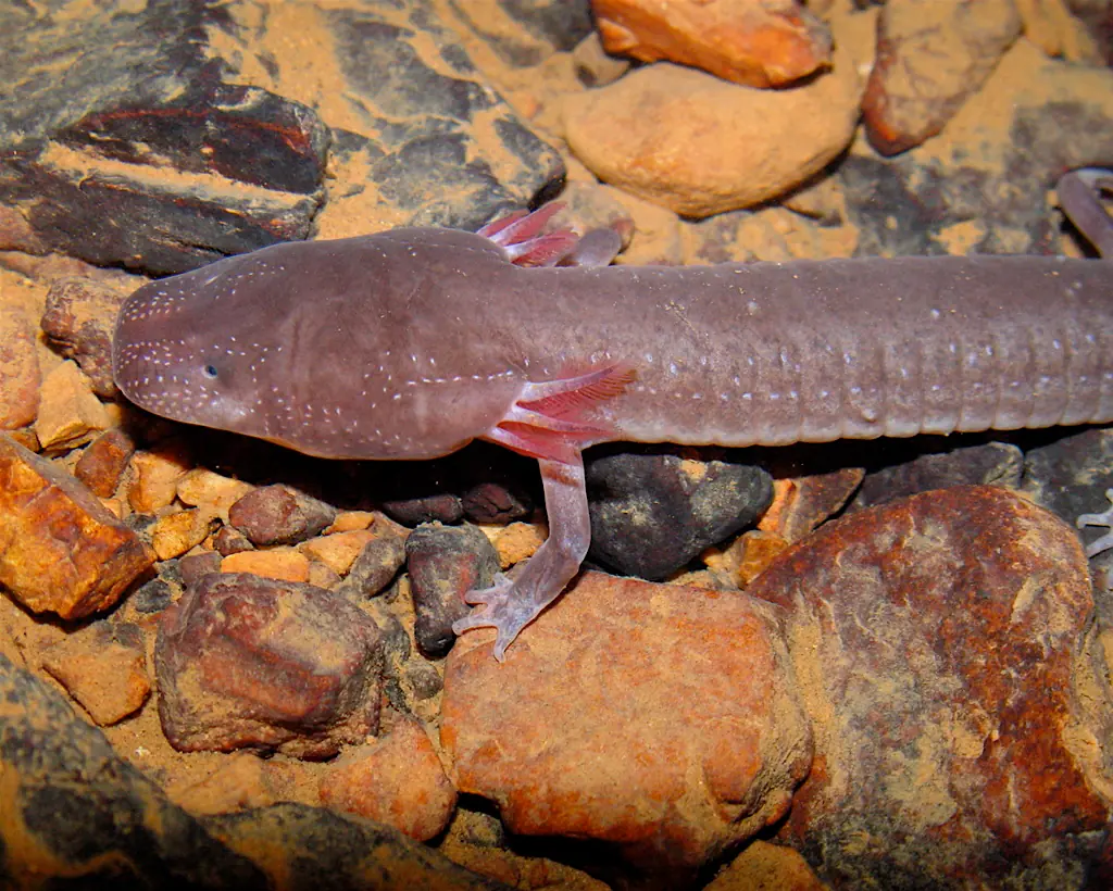 ¿Podra el ser Humano regenerar como una salamandra?