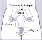 Sistema reproductor femenino