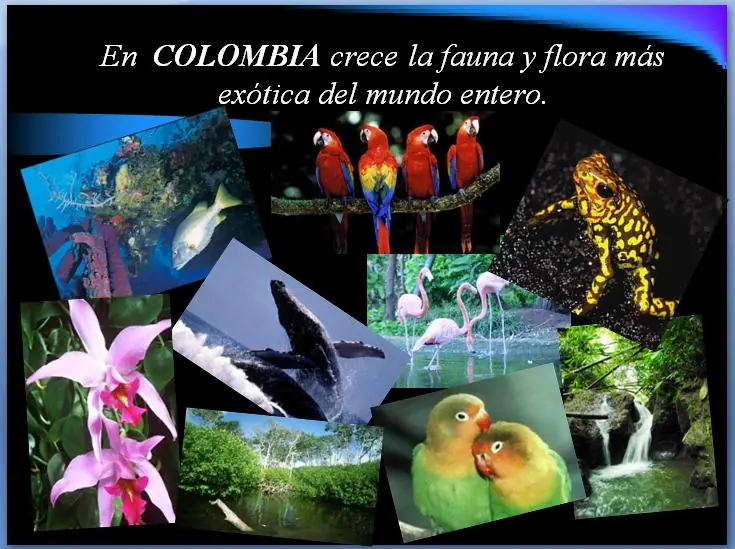fauna