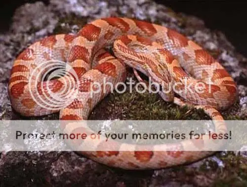 fichas de cuidados de ofidios