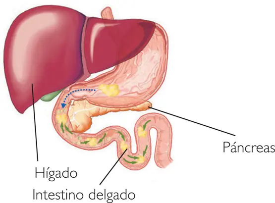 El proceso digestivo humano