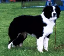 razas de perros de la a a la b parte 2