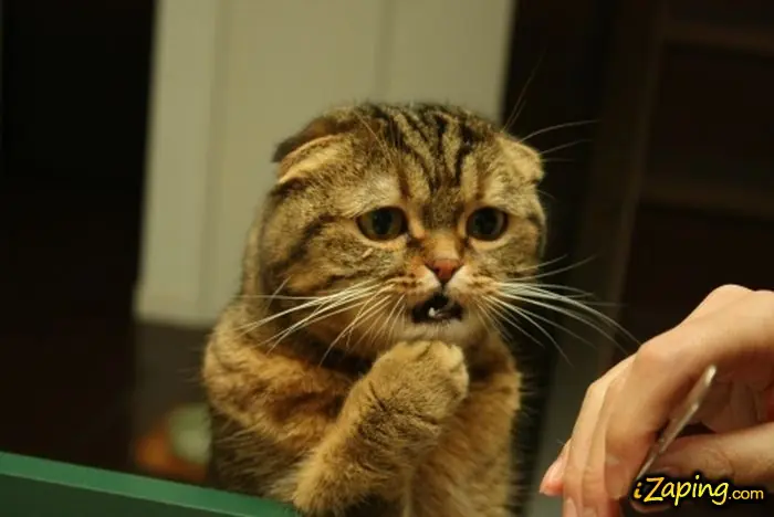 Imagenes Graciosas de Gatos xD