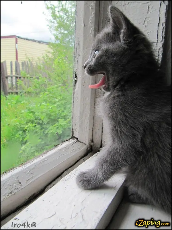 gatos