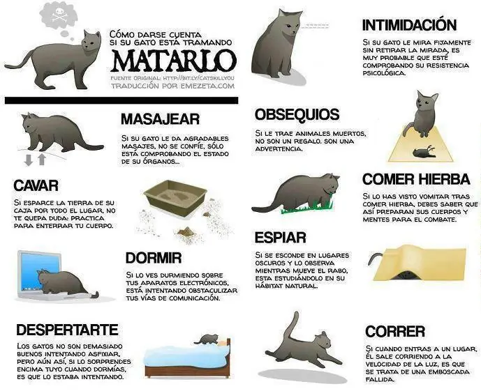 ¿como saber si tu gato esta planeando Matarte?