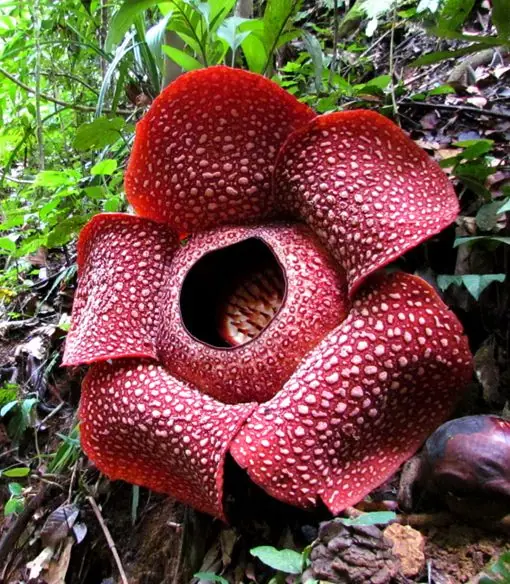 Las 12 plantas (u Hongos) mas raras y extrañas del mundo