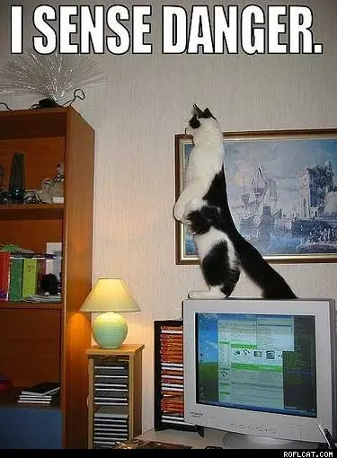 Caturday(Adelantado)