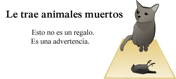 Como saber si tu gato te quiere matar