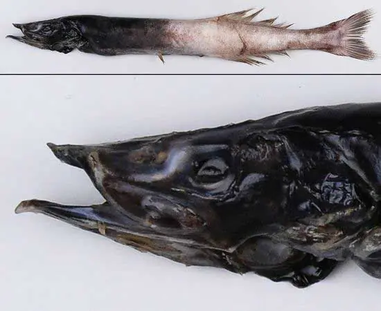 Nuevas especies de peces de las profundidades