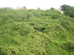 Curiosidades de la Naturaleza