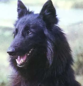 Pastor Belga (Ovejero Belga)