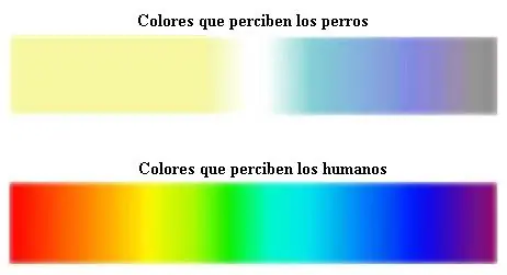 Visión canina y Visión Humana