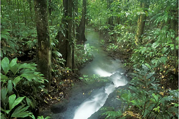 Ojos brillantes en la selva húmeda.