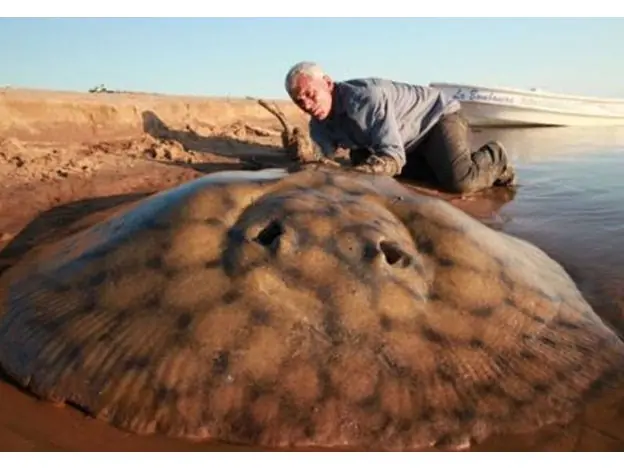 Discovery Channel descubrió una monstruosa mantarraya en el