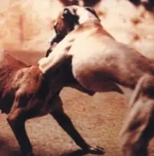 Riña de perros ilegales