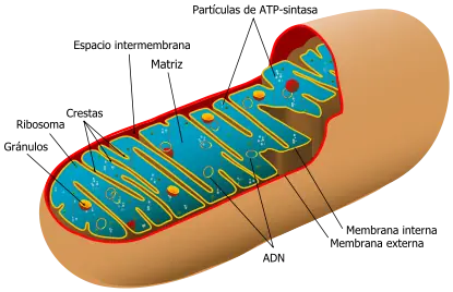 El Dominio del Ki "El Chi Kung"