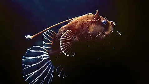 Mega Post Animales maritimos (Fantastico)