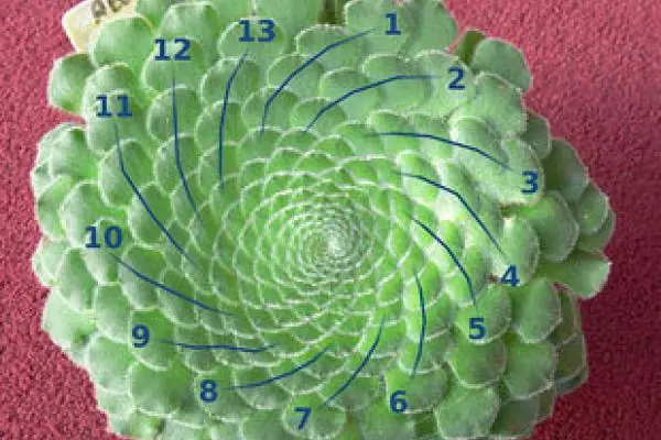Sabías que tus proporciones son divinas...? Sorprendete.