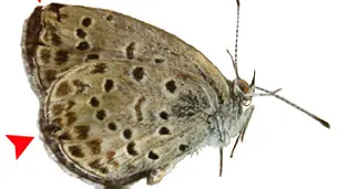 La mutación de las mariposas de Fukushima