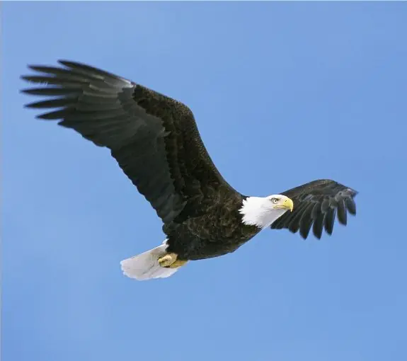La Renovacion del Aguila