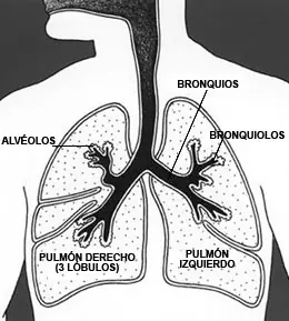 Los pulmones