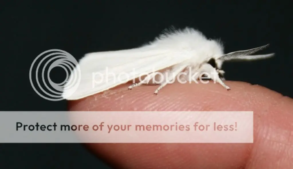 La polilla caniche fotografiada por cientifico