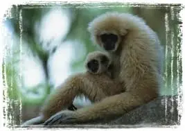 simios: info, imagenes,curiosidades y mas