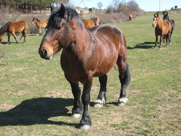 Si te gustan los caballos segunda parte