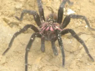animales y bichos asquerosos con informacion