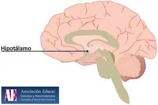 Neurociencias: Dietas apresuradas = resultados opuestos