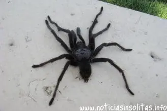 Hombre huye desnudo por una araña