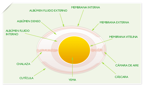 Como sacar la yema del huevo sin quilombos