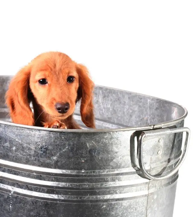 Como hacer champú para perros casero