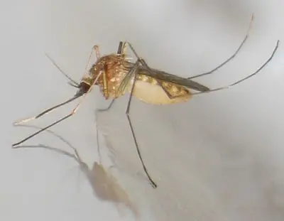 Mosquito Culex Pipiens y sus enfermedades