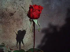 Una rosa para Emily - William Faulkner