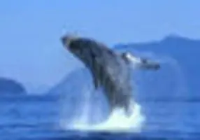 Baja California Sur.