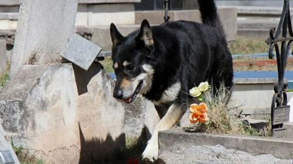 La increíble historia de un perro y su dueño fallecido