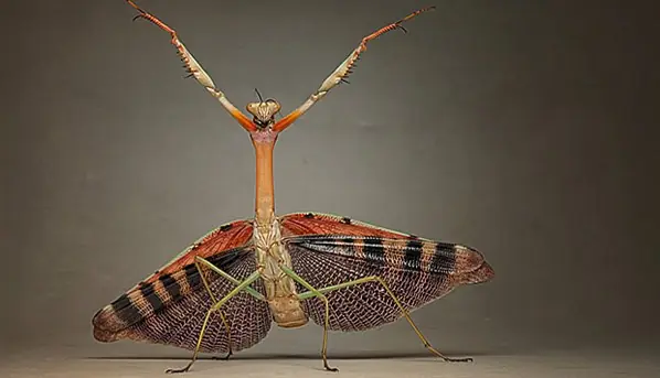 Aliens o Insectos-Imagenes Increibles