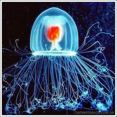 el animal inmortal, Turritopsis nutricula