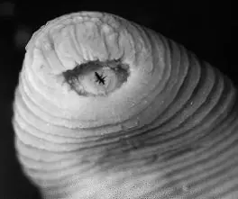Animales Raros Descubiertos entre 2010 y 2011 y los mas feos